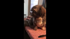 Dog gets blow dry
