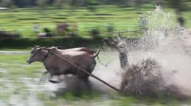 Bull racers resume training in Indonesia after lockdown eases