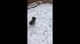 Dog playing in the snow