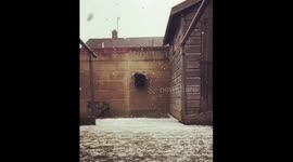 Dog in the snow