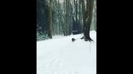 Dogs walk in the woods whilst it snows