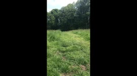 Dog on walk