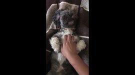 Dog enjoys a rub
