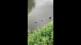 Baby ducks swim