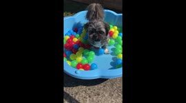 Dog enjoys pool