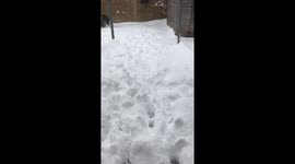 Dogs run in the snow