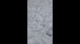 Dog enjoys the snow