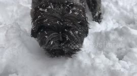 Dog eats snowballs