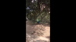 Peacock showing its feathers