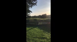 Dog stands on wall taking in the view