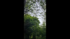 Trees in the woods