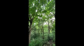 Trees in the woods