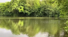 Lake and trees