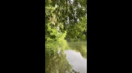 Lake and trees
