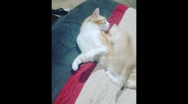 Big Brother Cat Playing With Little Brother