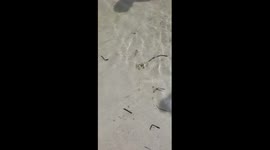 The Dancing Crab
