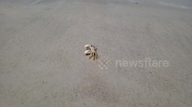 Little Crab Gets Washed Away