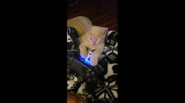 Gamer Kitty Can't Stay Awake