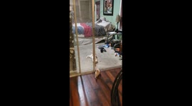 Big Cat Wants to Meet His Little Brother