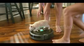Roomba Kitty