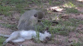 Cute Vervet Monkeys grooming each other