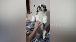 Cute Shih tzu puppy stands on hind legs to have tummy scratched