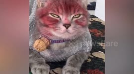 Toddler covers pet cat in lipstick