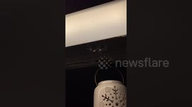 Two spiders team up to catch insect in Florida