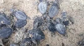 Baby turtles hatch on beach and scamper into the sea