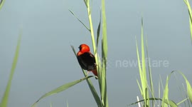 Gorgeous bird! A stunning male Southern Red Bishop defending his territory