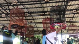 Singing bird contest held in South Sulawesi
