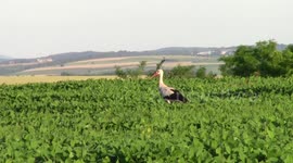 Storch auf einer grünen