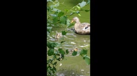 Ducklings rescued by fire department safely back home