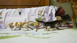 New Born Triplets Play On Bed