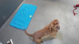 mat training a dog