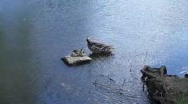 mother duck with ducklings preening