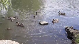 A group of ducks swimming around the pond, being fed