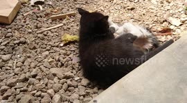 UFC....ultimate fighting cats