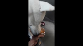 Akita enjoying a ice cream