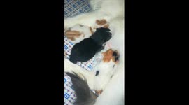 Mummy Cat Gave Birth To Beautiful Triplets