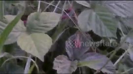 Grass Hopper on Leaf
