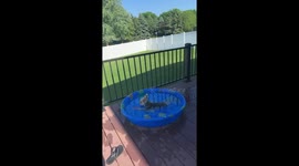 Adorable dog relaxing in pool