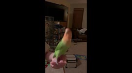 Lovebird dances to the whistling beat