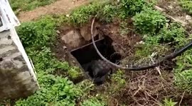 Angry wild buffalo charges at earthmover after being rescued by forest officials from wastewater tank in southern India