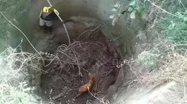 Fire department officials rescue deer and calf from dry well in southern India