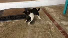 Cute kitten plays hard with grasshopper
