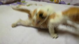 Hungry Twins Call Out Mummy Cat