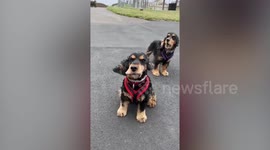Amazing video shows the moment two adorable dogs were captured with their mouths flapping as they were almost blown away by high winds