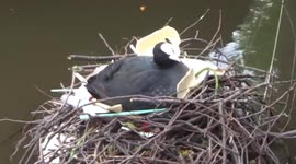 Amsterdam bird makes nest from rubbish