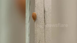Bizarre furry orange caterpillar in Texas looks like Donald Trump's hair